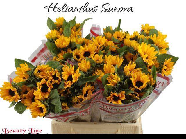 Гелиантус Санова 40, шт. Гелиантус Санова 40, шт.
