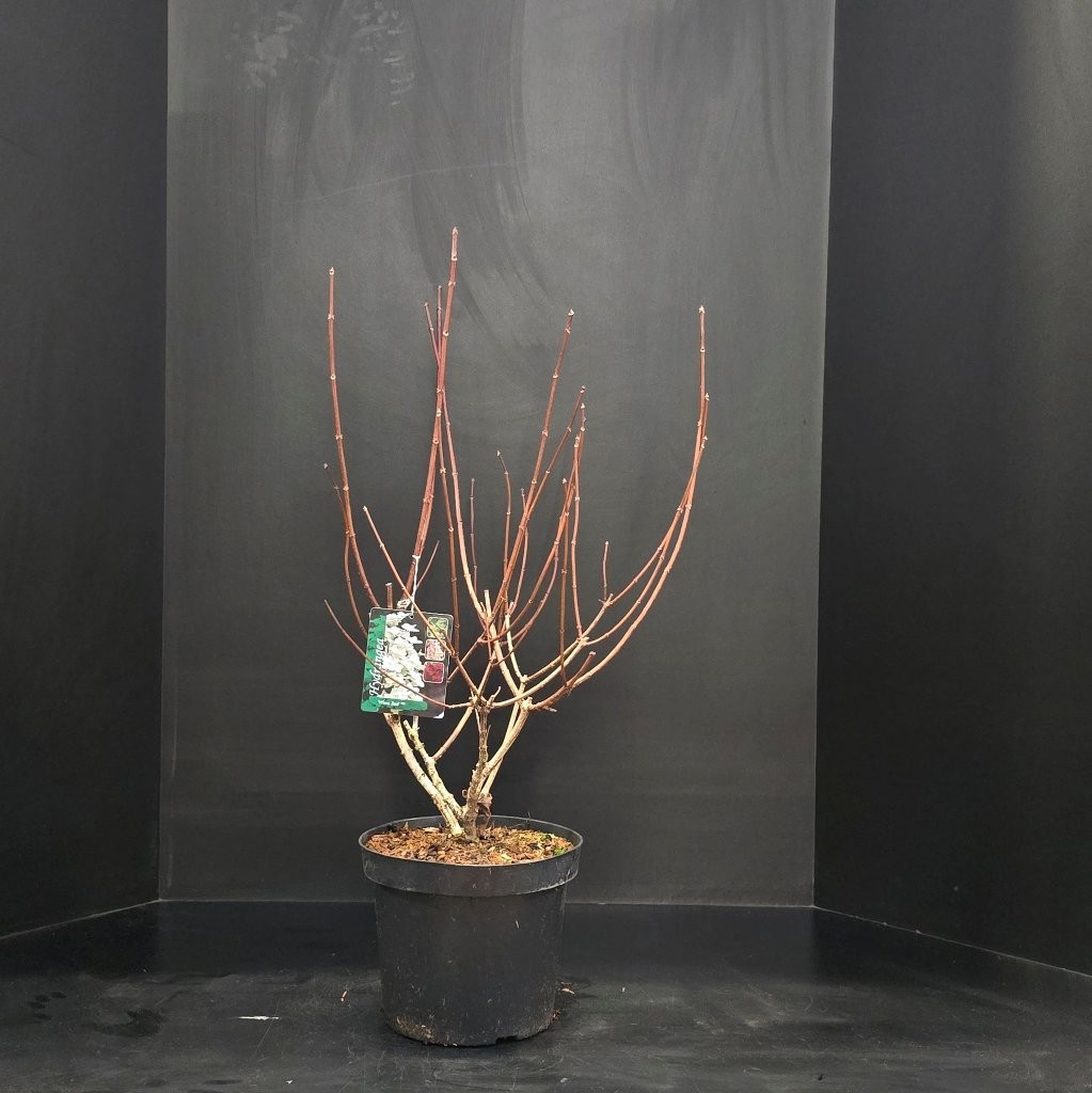 Hydrangea paniculata Wim's Red, D 26