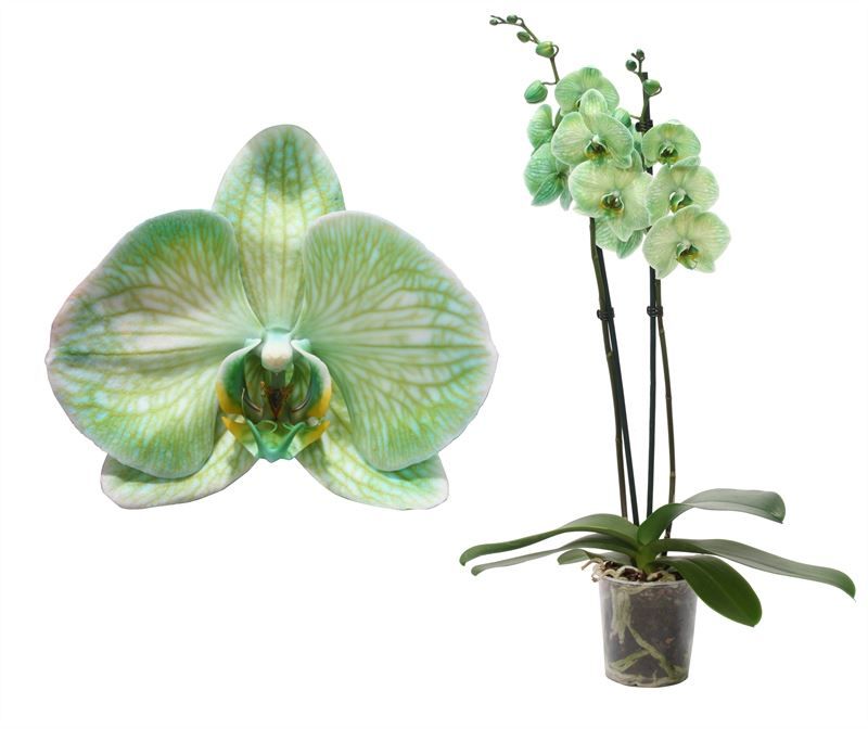 Phal I am Green 2T14+, D 12 cm
