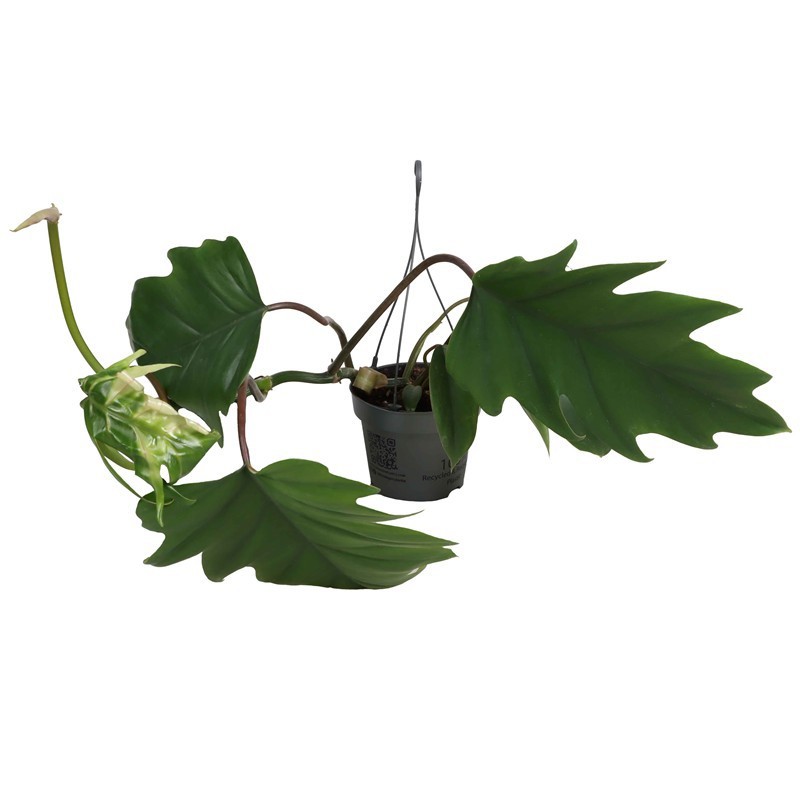 PHILODENDRON ERUBESCENS 'Mayoi', D 12