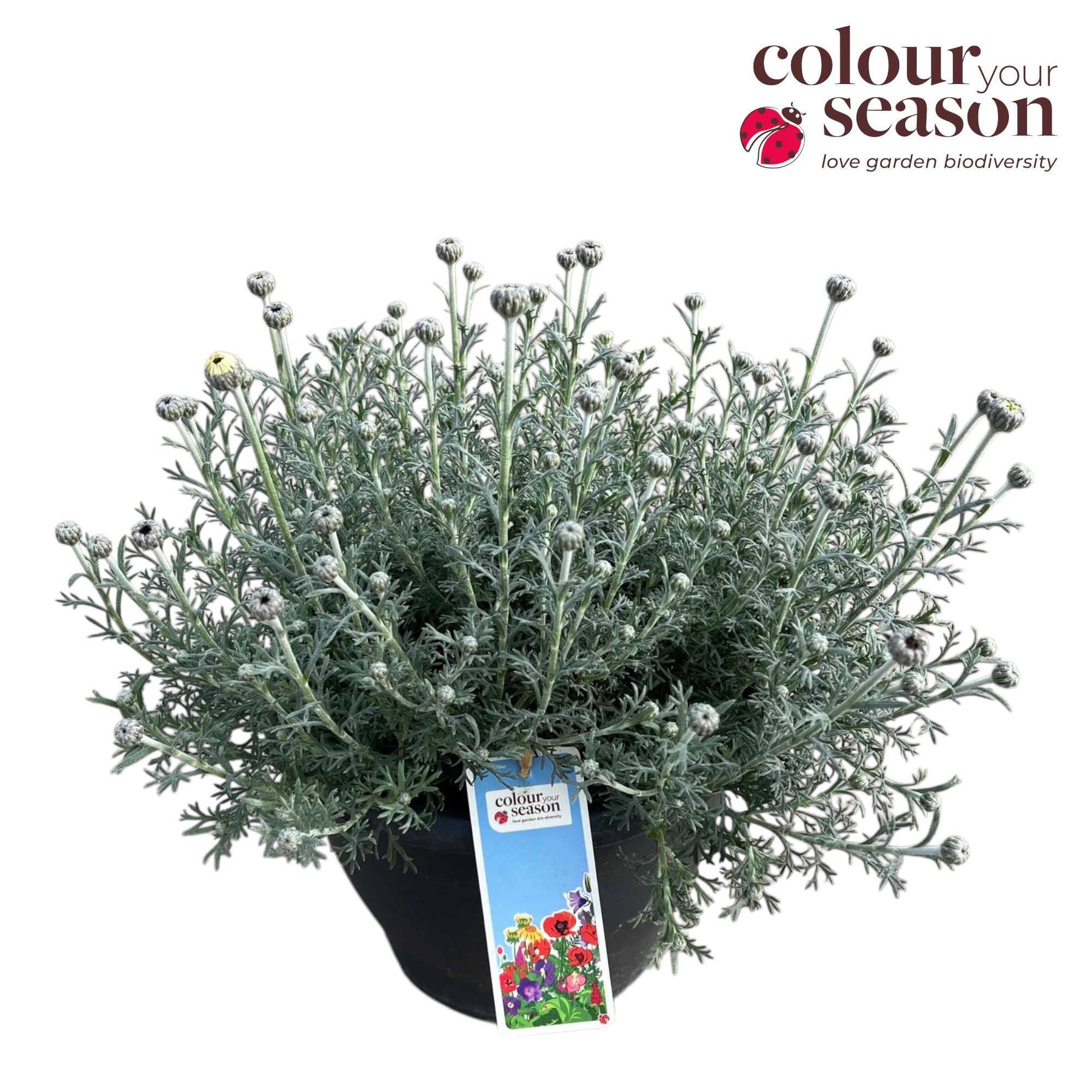 Rhodanthemum 'Casablanca' P26, D 26