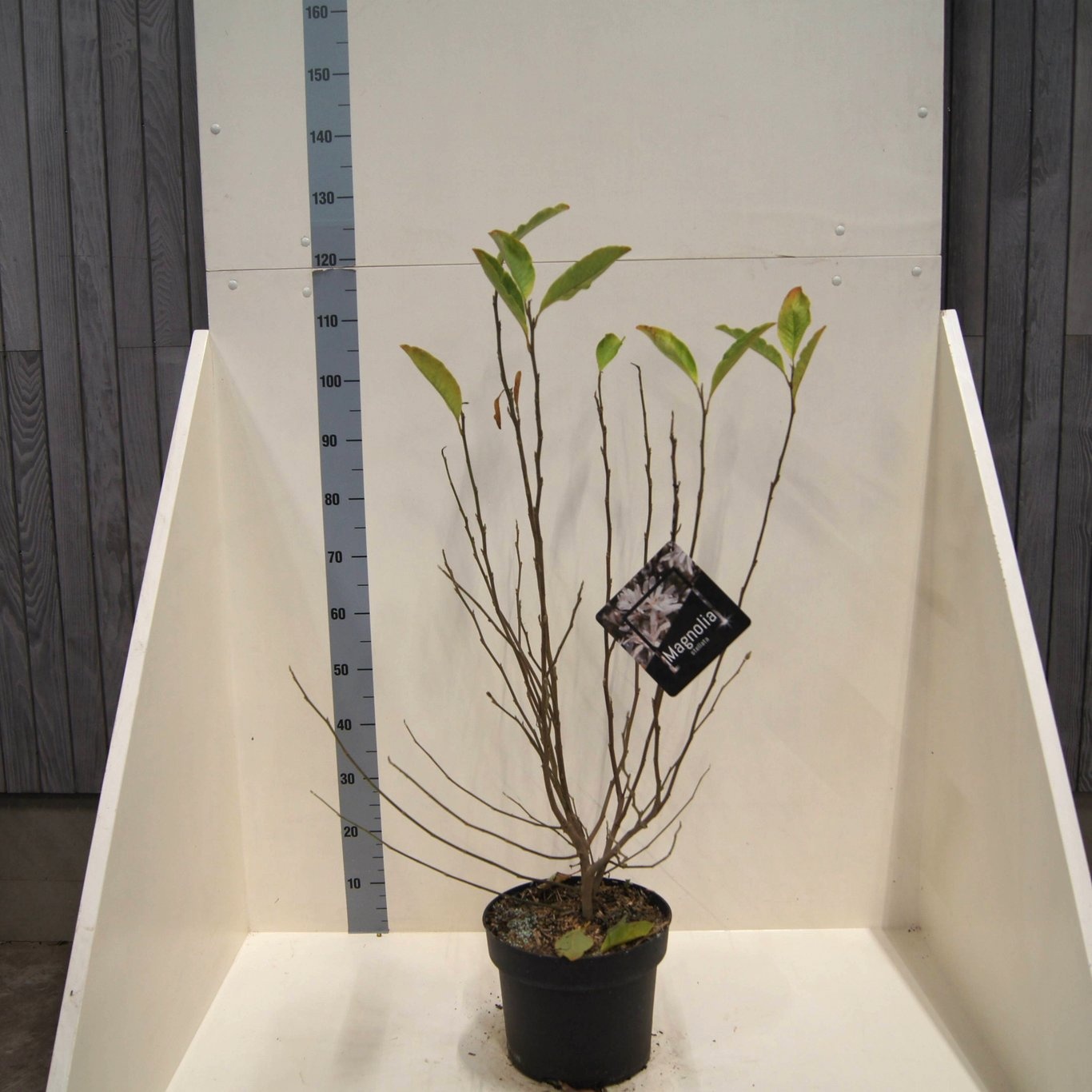 Magnolia stellata, D 28