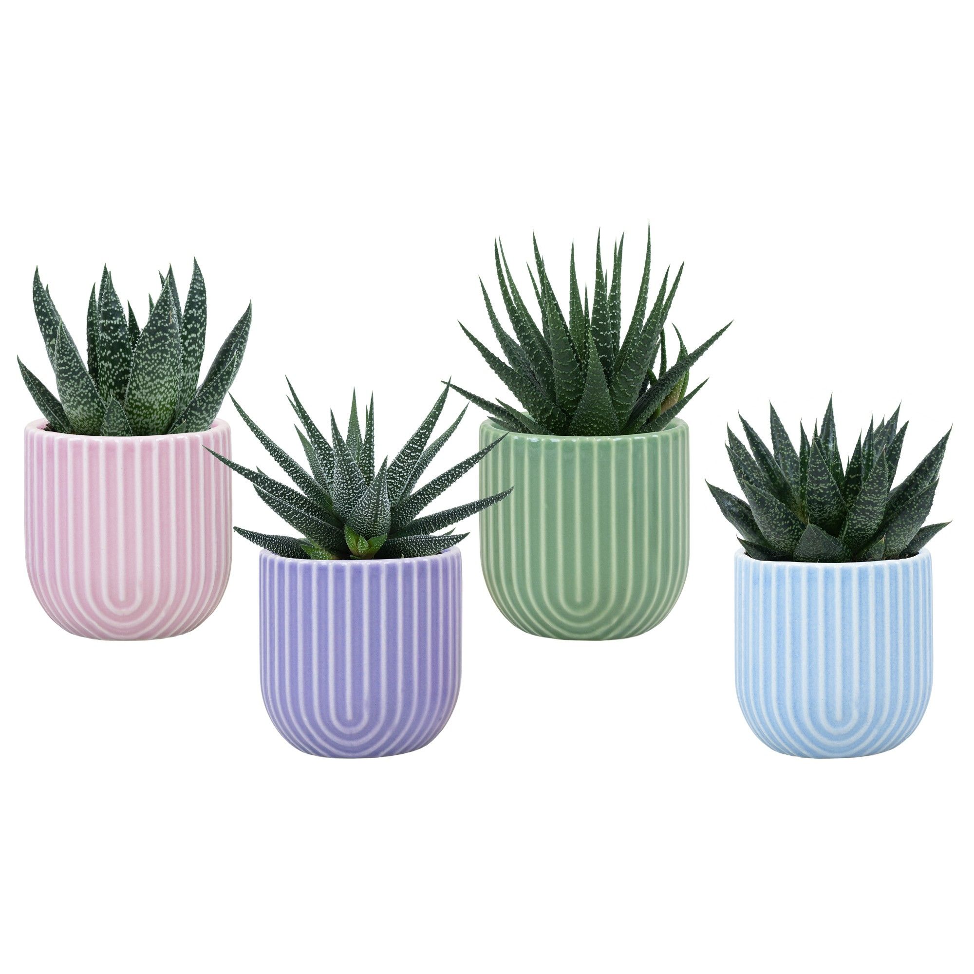 Lumina with Succulent mix, D 6