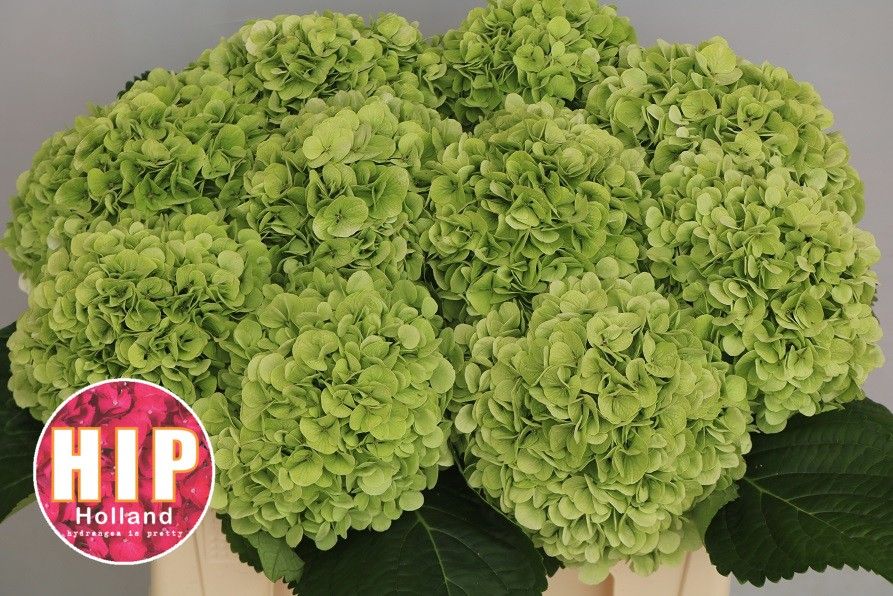 Гортензия Кэннонболл Классик 50, шт.