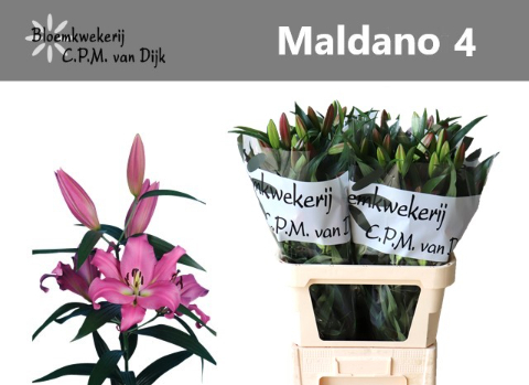 Лилия Малдано 95, шт.