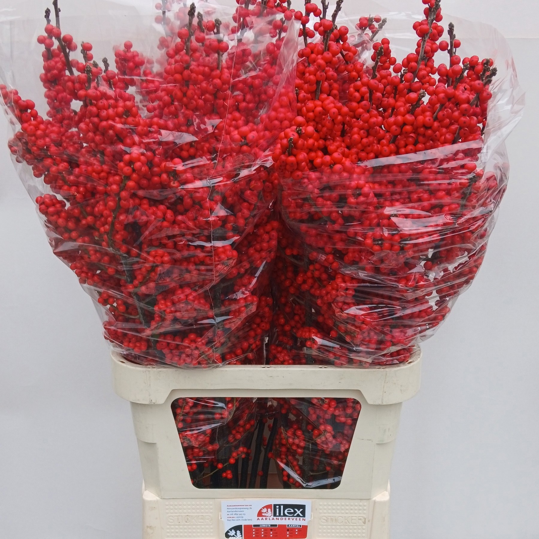 Илекс Красные ягоды 90, шт.