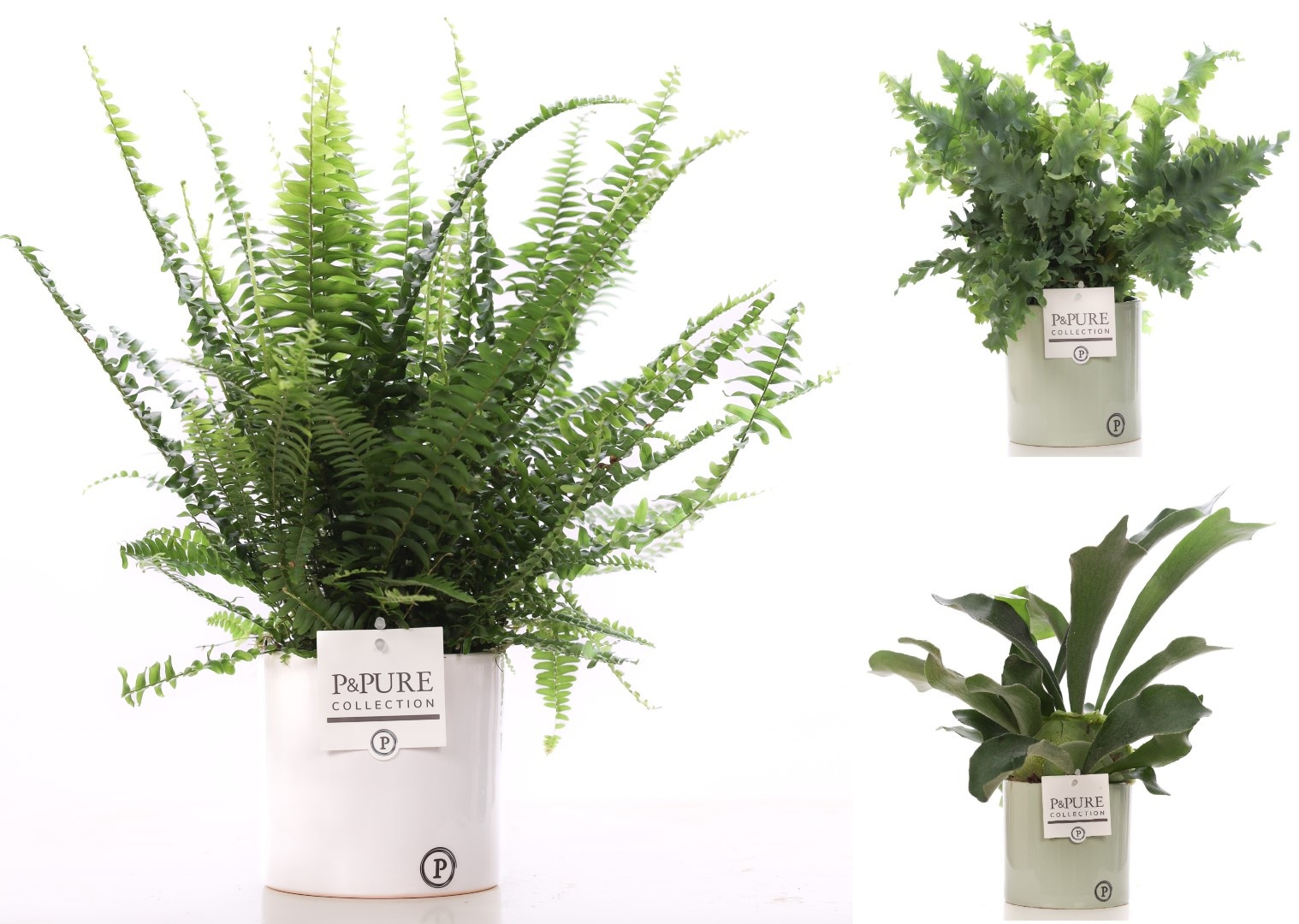 Varens gemengd in P&PURE Essential ceramics ass.2, D 12