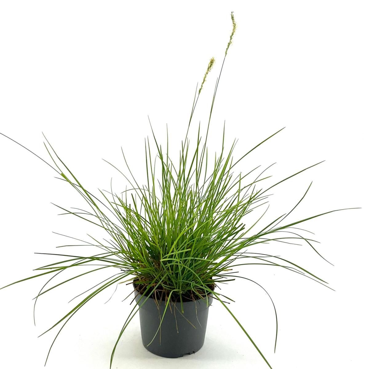 Sesleria autumnalis, D 17 cm