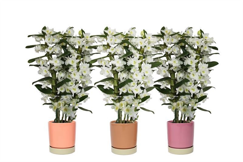 Stoneware p12 Lotte mix Dendr Nobile Apollon 3T24+tros regular, D 12