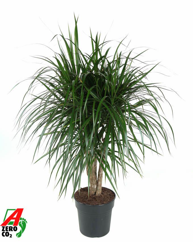 Dracaena Marginata vertakt P27, D 27
