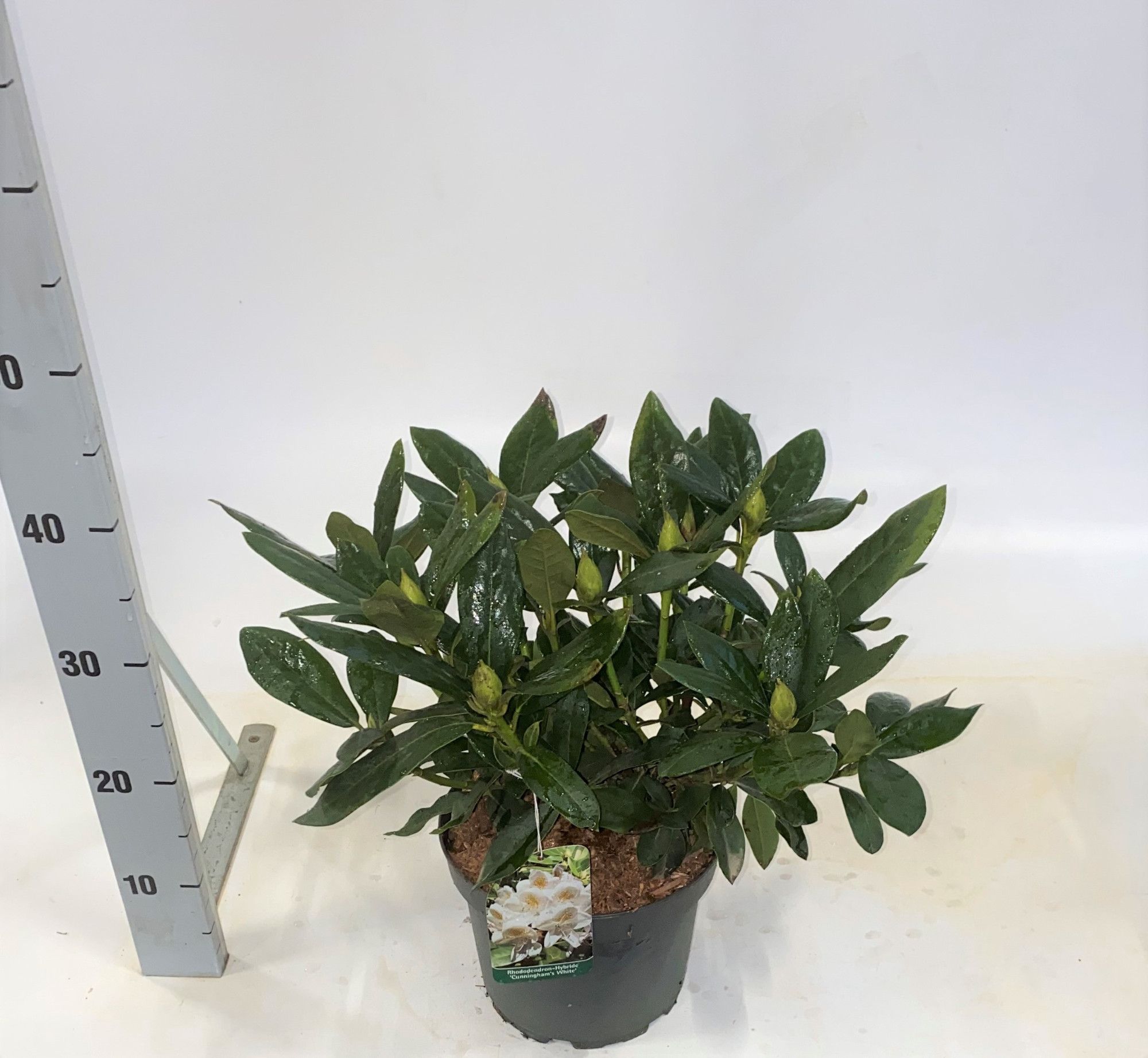 Rhododendron 'Cunningham's White', D 21