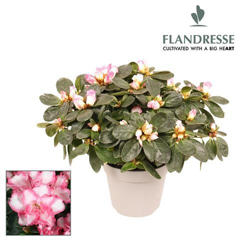 Azalea Flandresse® 'bont' 22 - 25 cm, D 12