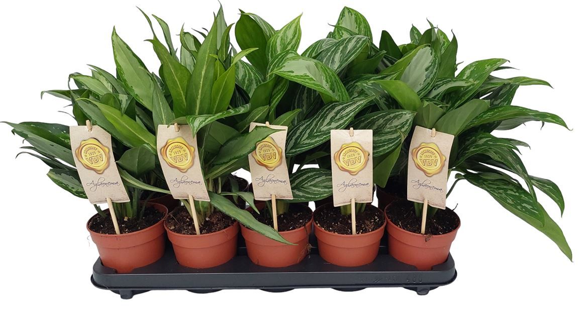 Aglaonema gemengd Groen, D 12
