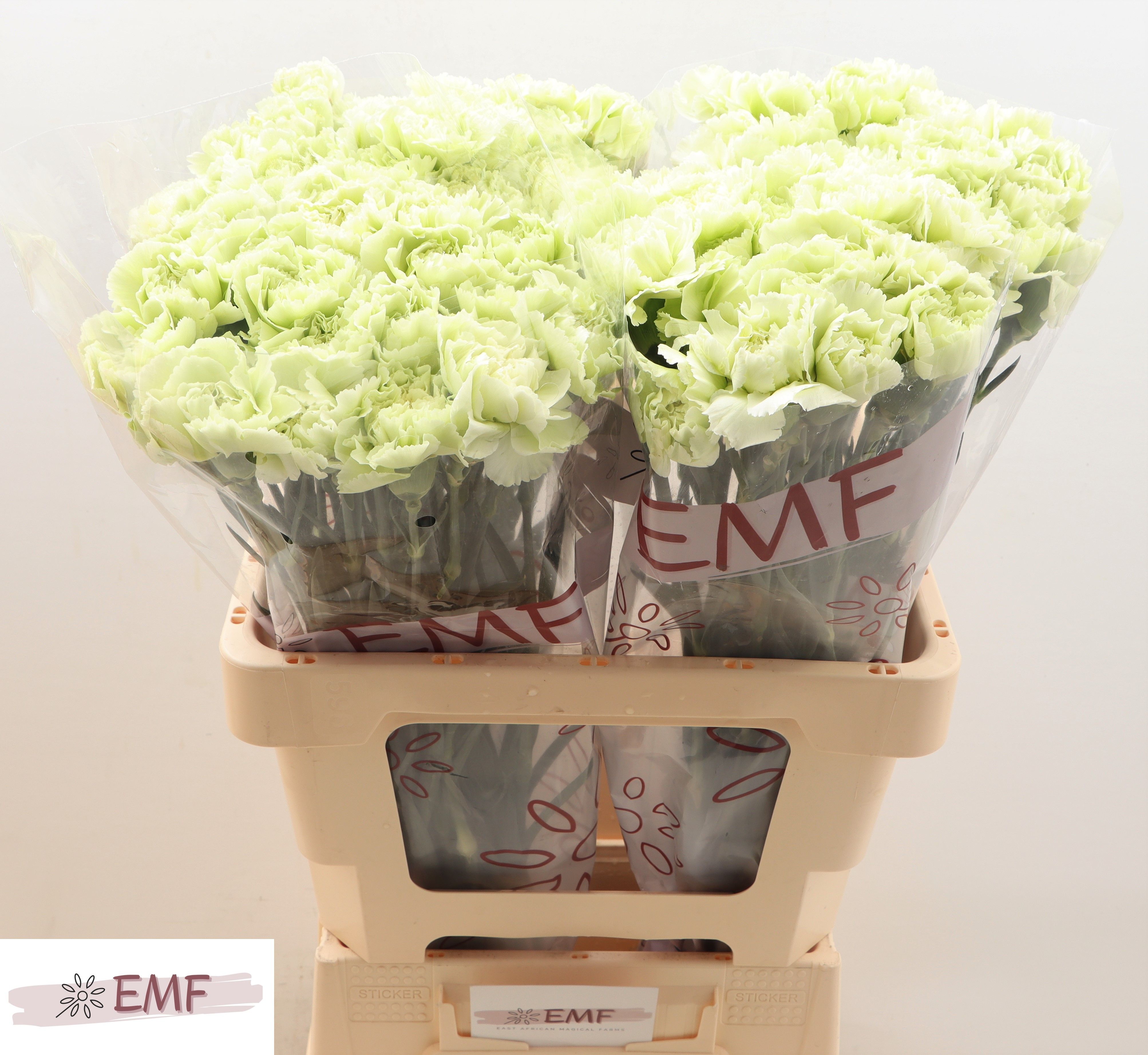 Диантус од. Прадо Минт, шт. Диантус од. Прадо Минт, шт.