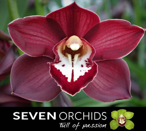 Цимбидиум Привайн x6 80, шт.