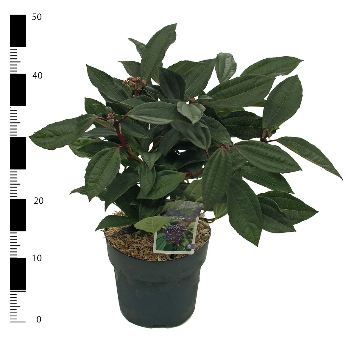 Viburnum davidii, D 23