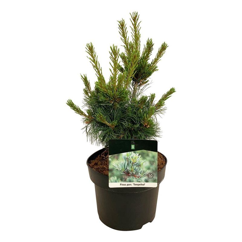 Pinus parv. 'Negishi', D 21