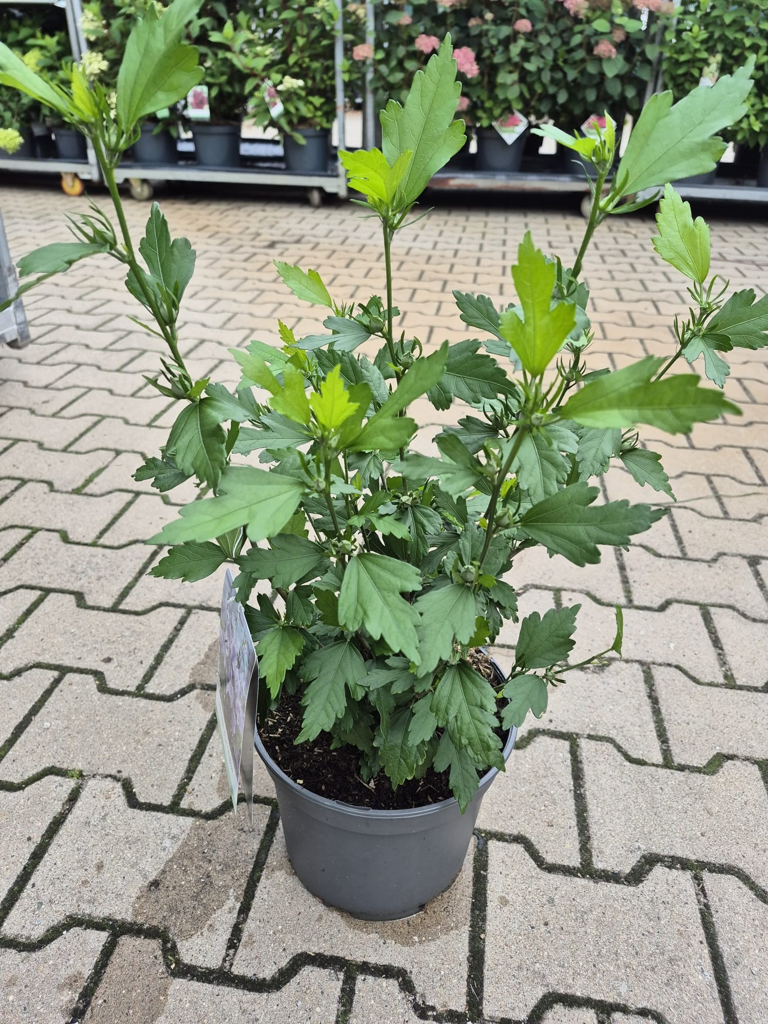 Hibiscus syr. 'Blue Chiffon' -R-, D 23