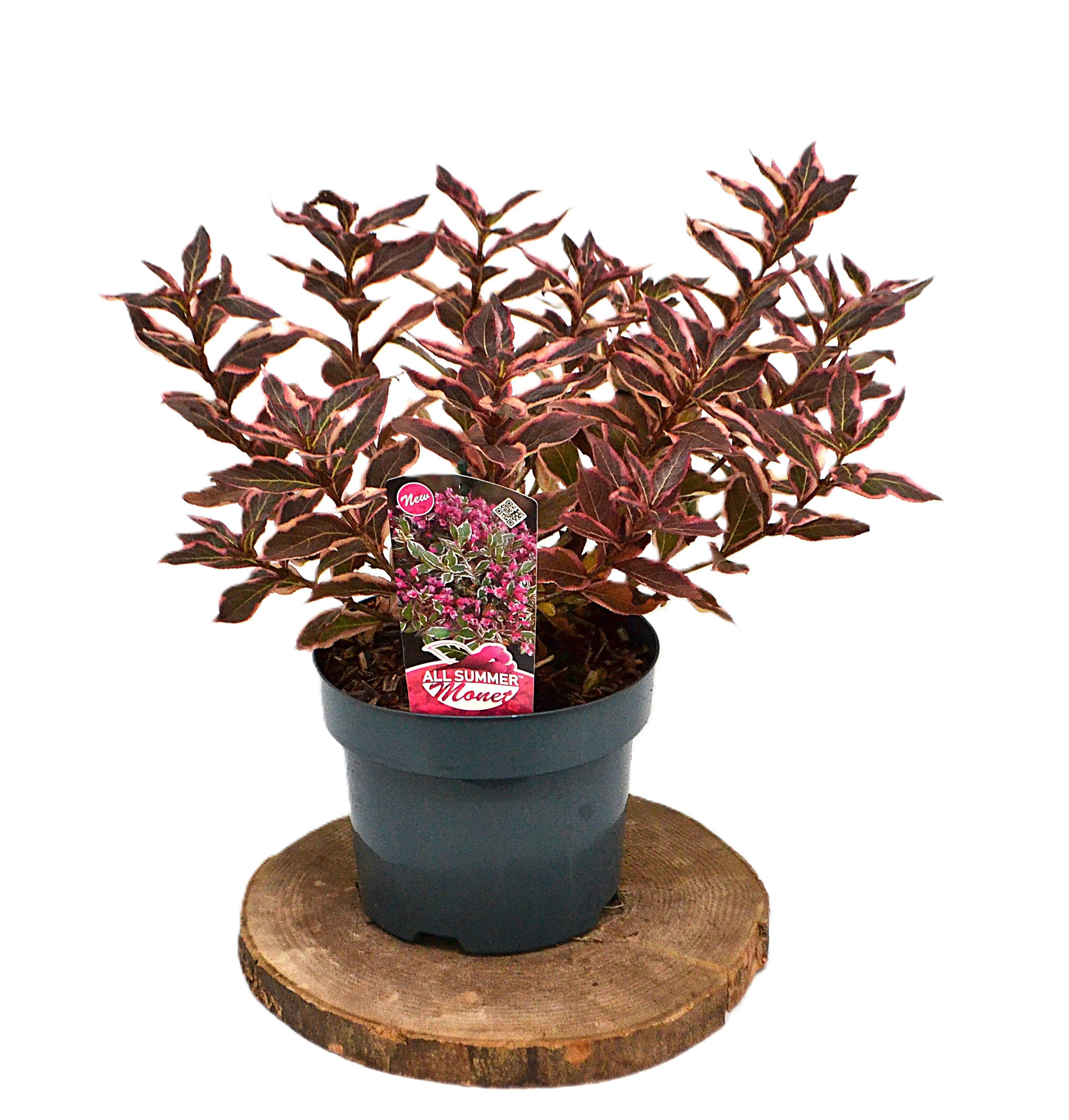 Weigela florida All SummerMonet C3, D 19