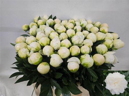 Пион Мадам Клод Тейн 60 (бел.), шт.