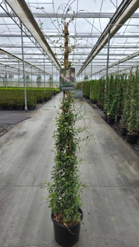 Trachelospermum as. Star of Milano, 3 stok, D 40