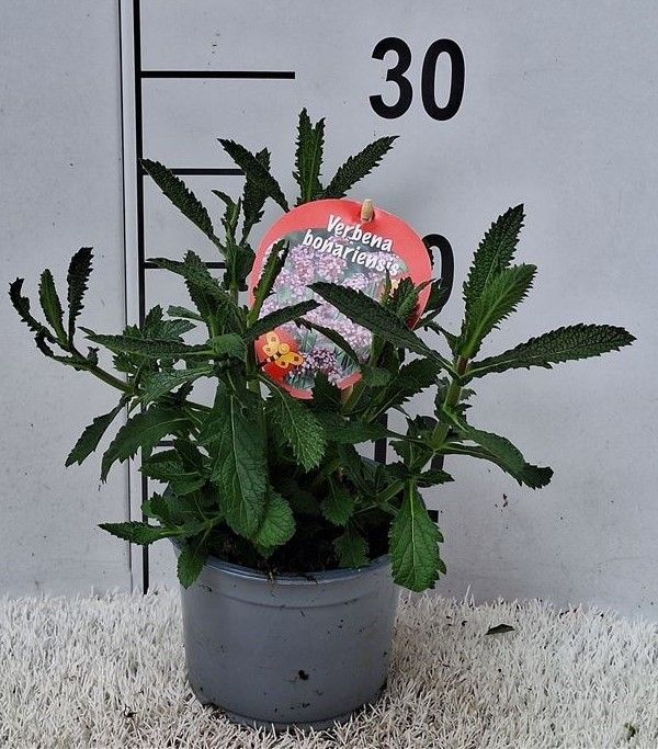 Verbena bonariensis 'Lollipop', rosa, D 13