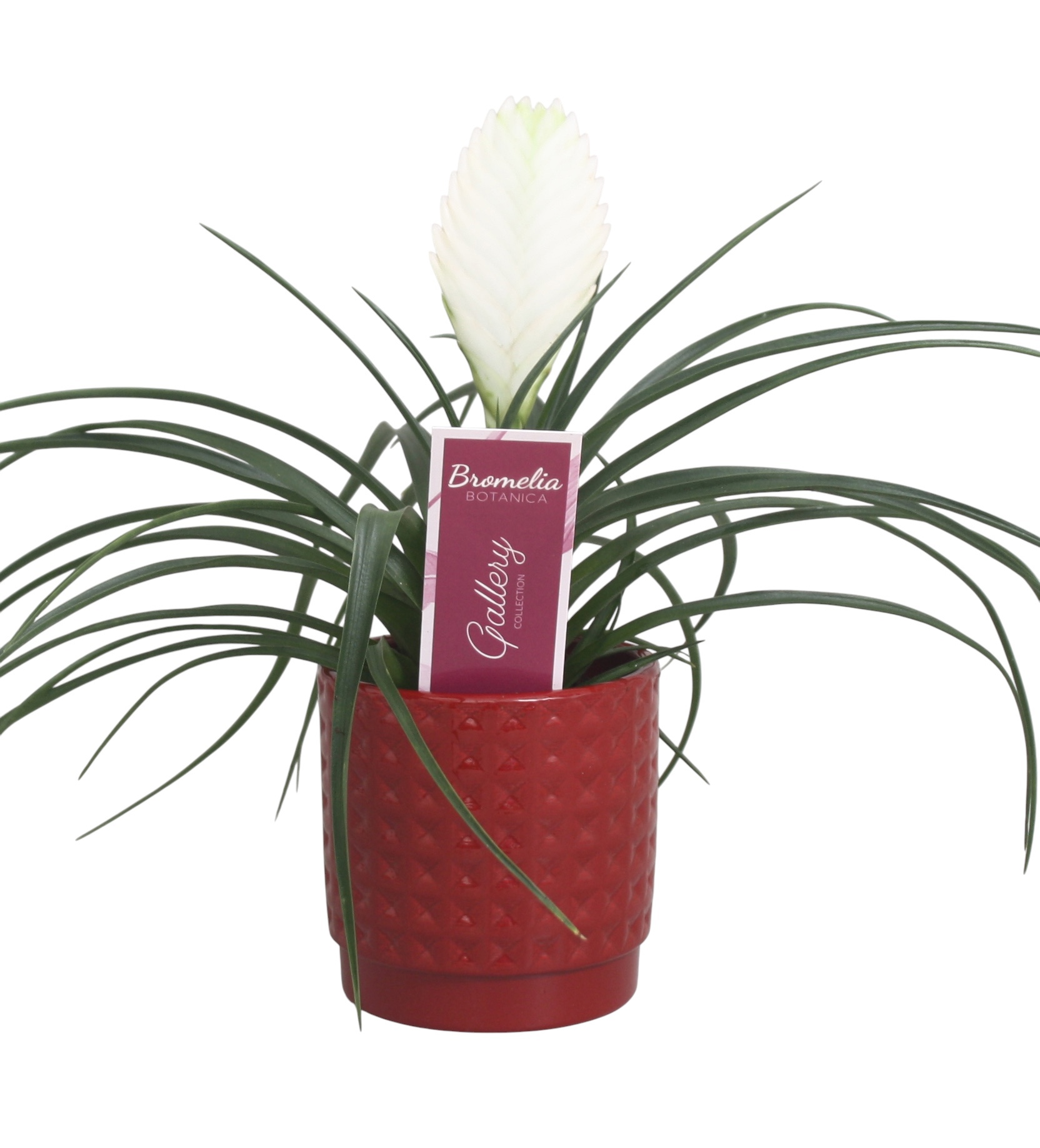 Tillandsia cyanea 'Biancini' in rood ruit keramiek, D 10