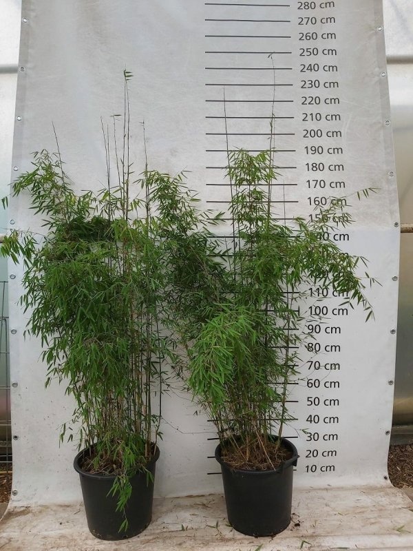 Fargesia 'Jiuzhaigou 1', D 48