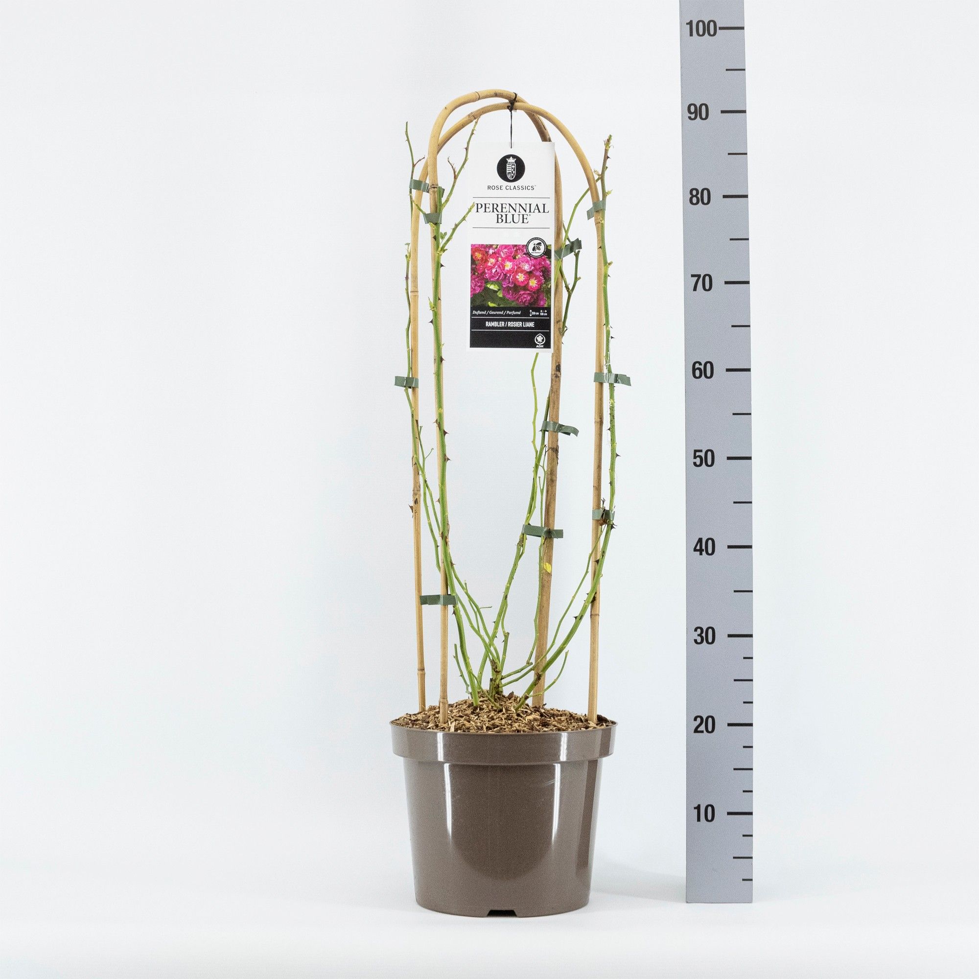 Rosa Rambler Perennial Blue ®, C7.5, met bogen, D 26