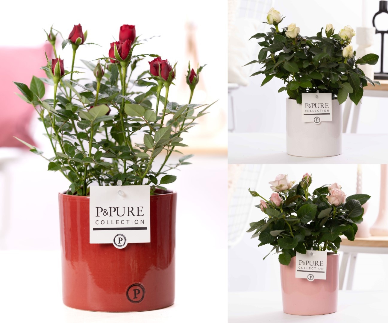 Rosa gemengd in P&PURE Essential ceramics ass. 3, D 12 cm Rosa gemengd in P&PURE Essential ceramics ass. 3, D 12 cm