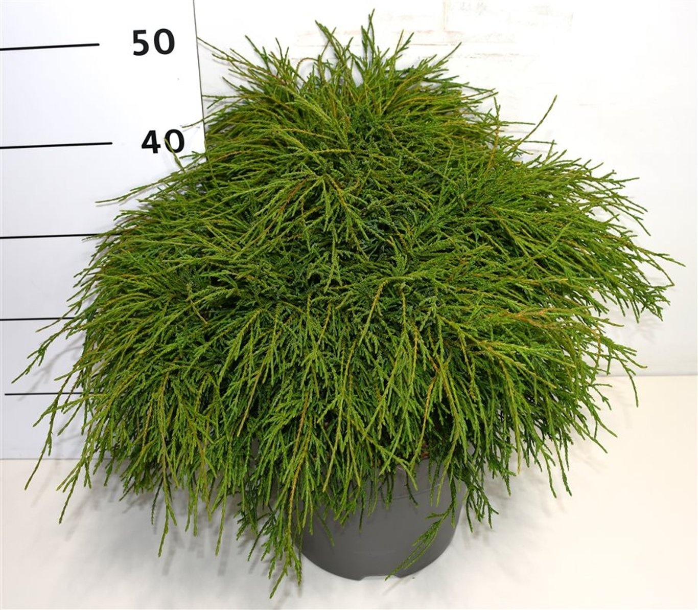 Chamaecyparis p. 'Filifera Nana', D 26