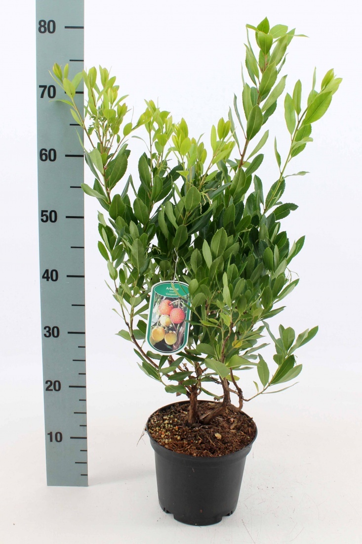 Arbutus unedo 'Compacta', vertakt, D 21