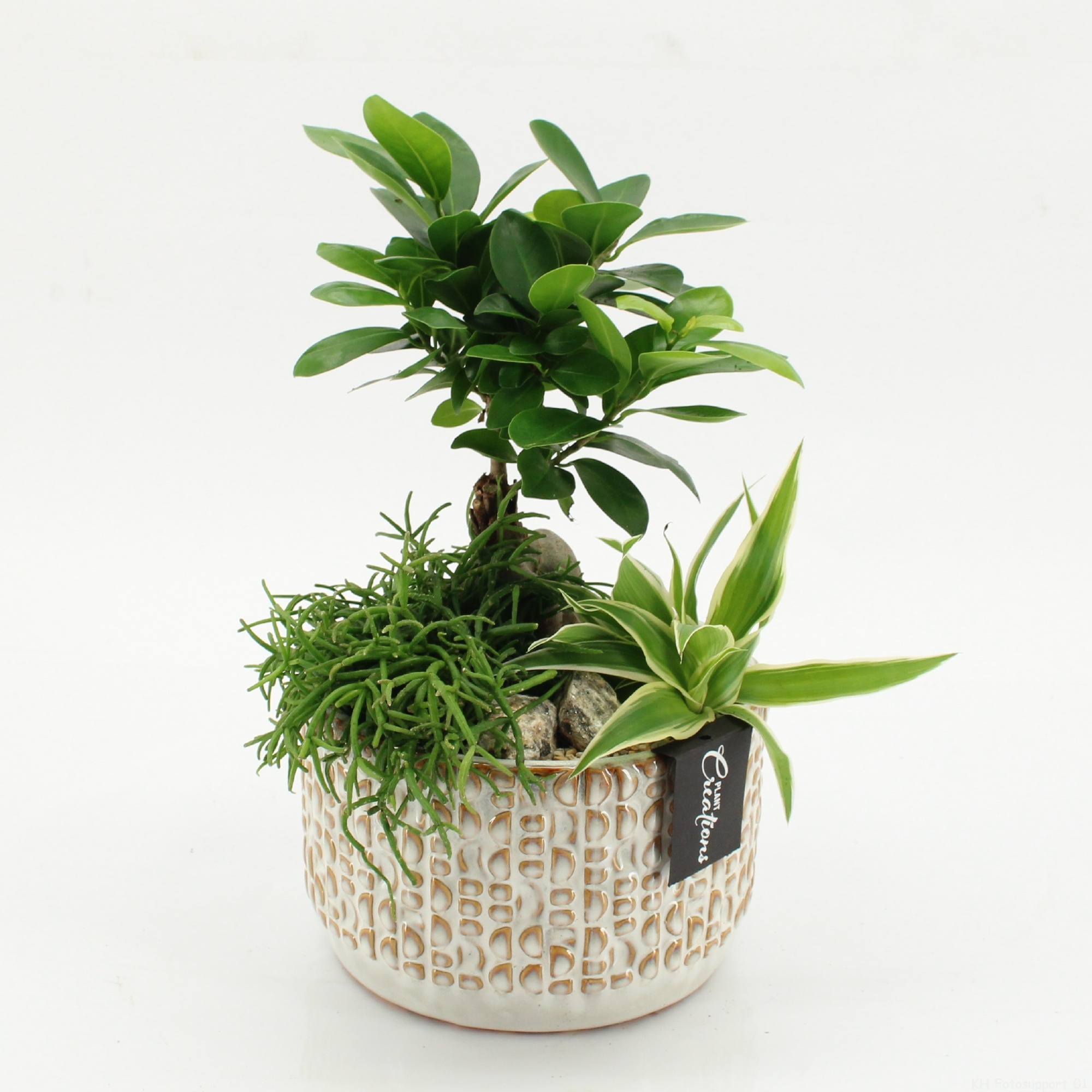 GRCR-2622 Green Essentials, D 17