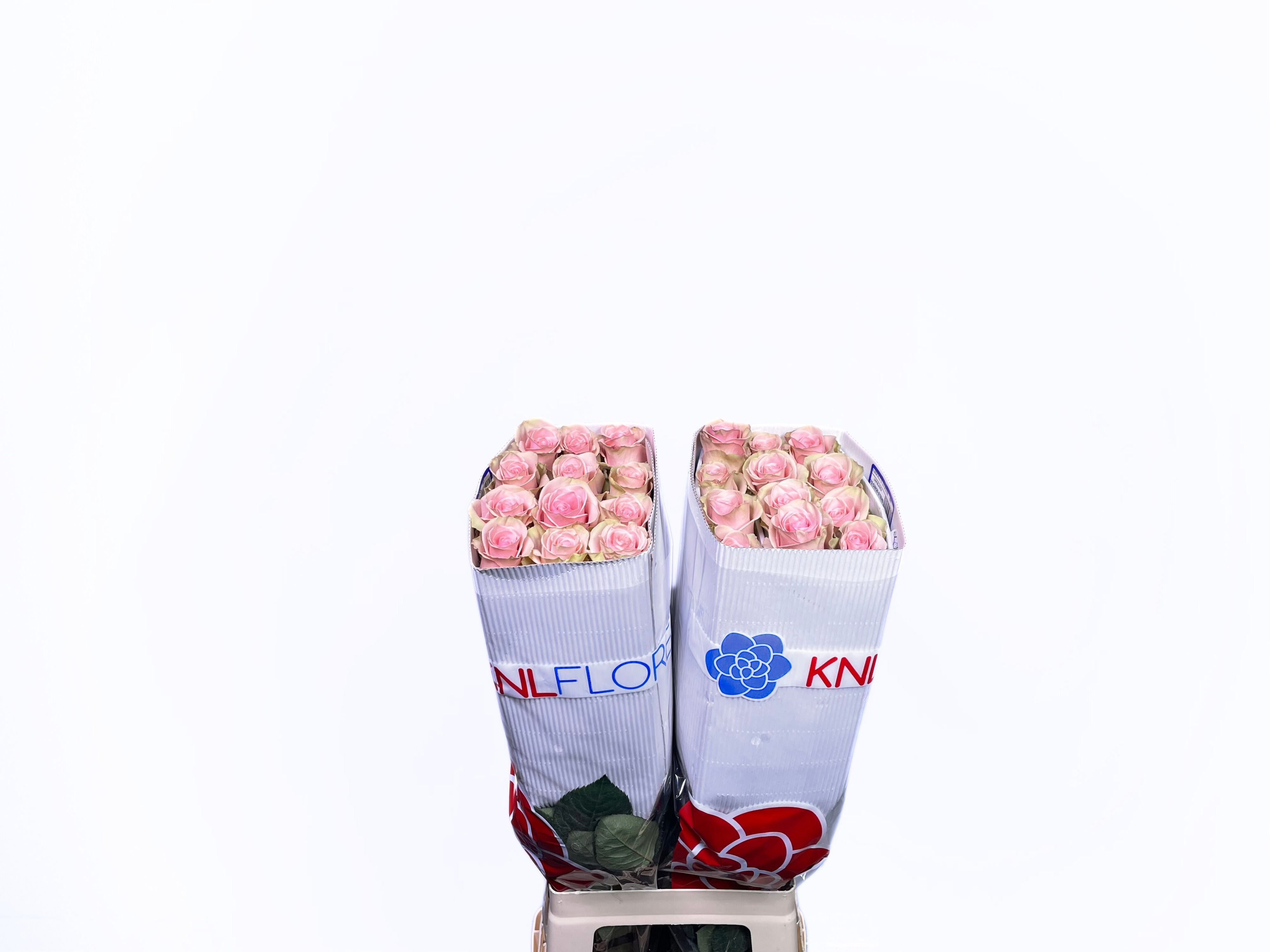 Роза од. Овериг 70, шт.