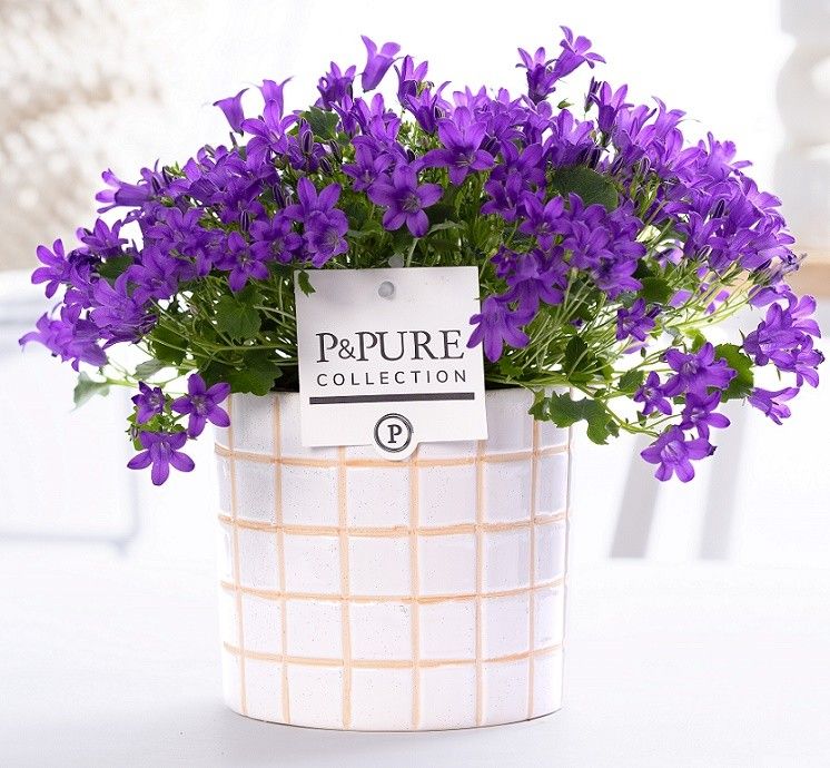 Campanula 'Porto' Pure Tirza, D 14