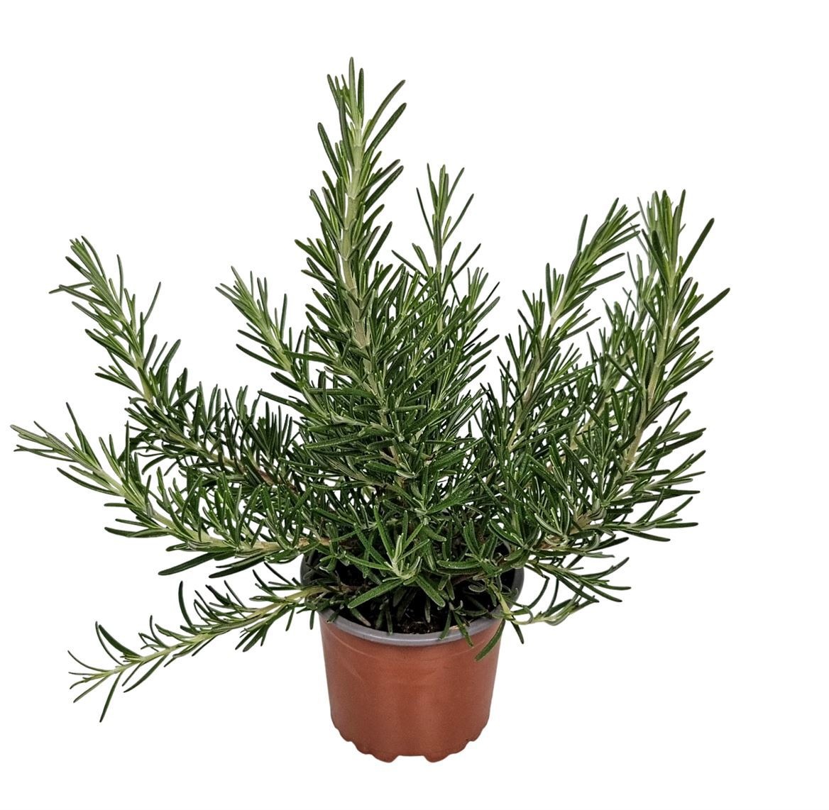 Rosmarinus Prostratus Bush - 1154, D 10 cm