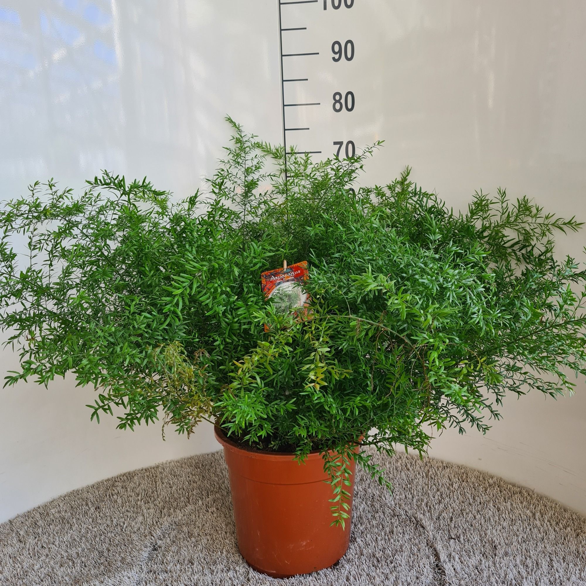 Asparagus densiflorus cwebe, D 27