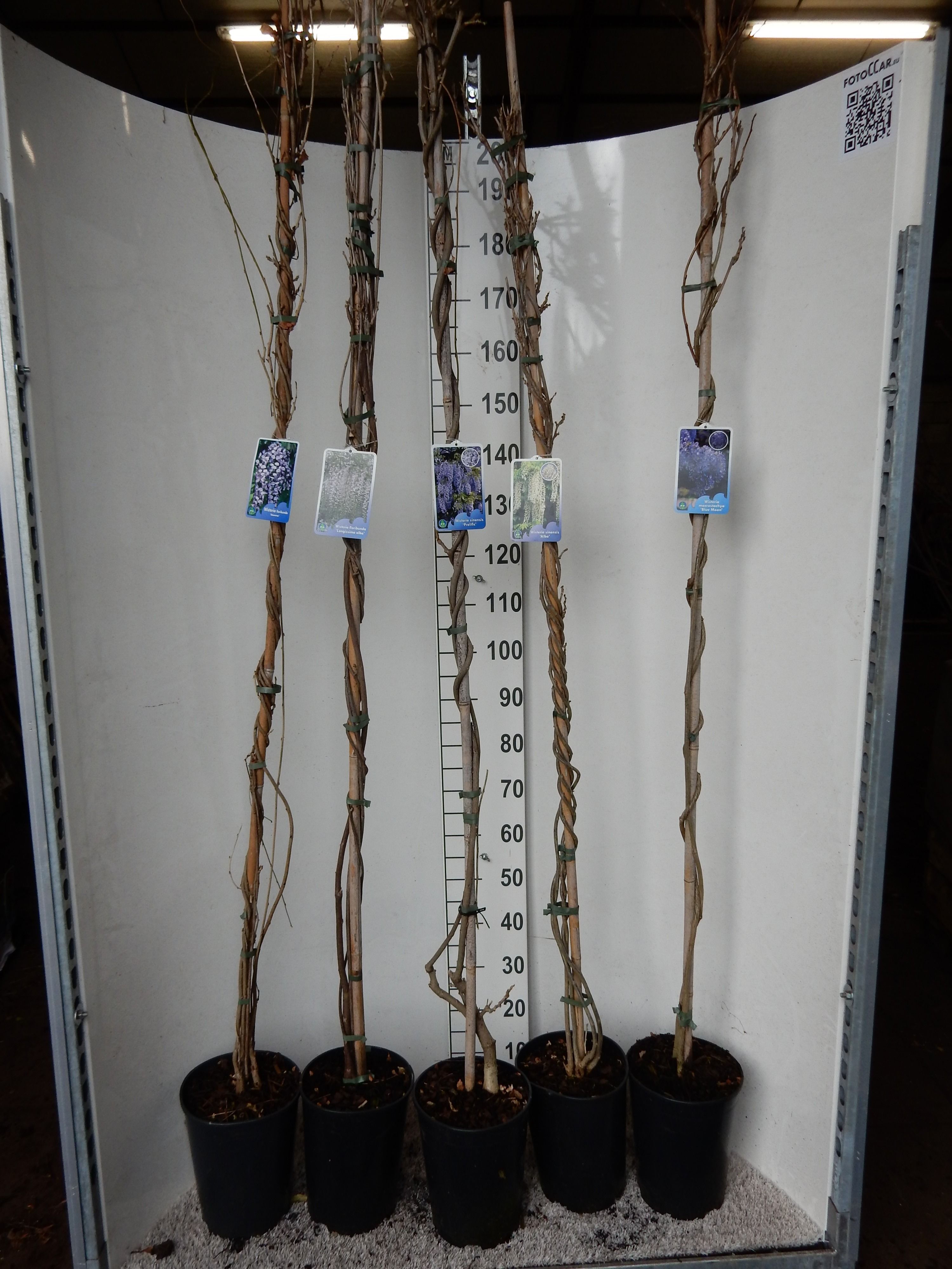 Wisteria in cultivars 180 cm P21, D 21