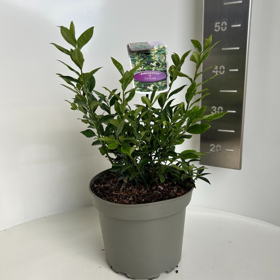 Sarcococca confusa, D 23 cm Sarcococca confusa, D 23 cm
