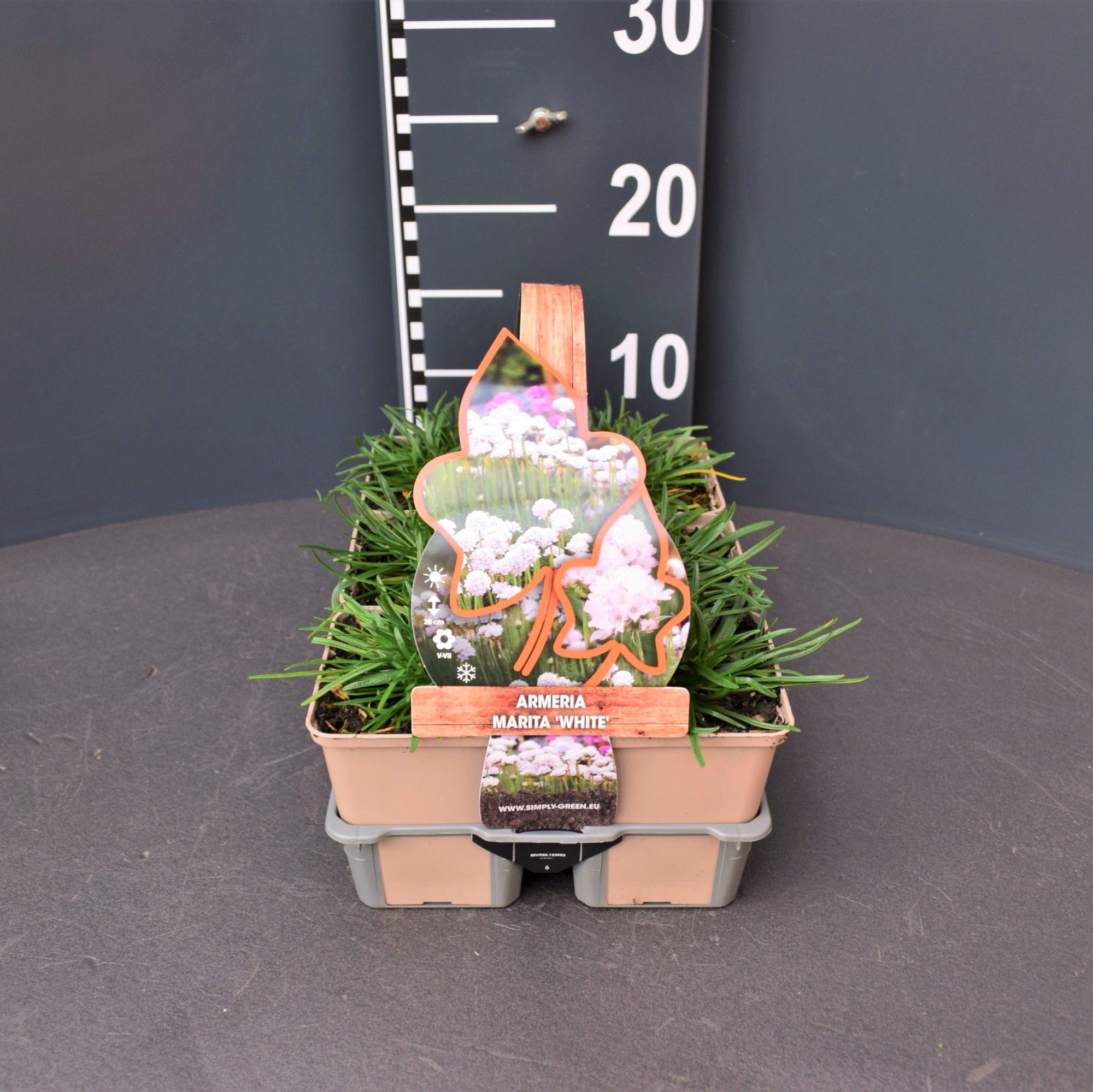 Armeria marita White (6-pack), D 9