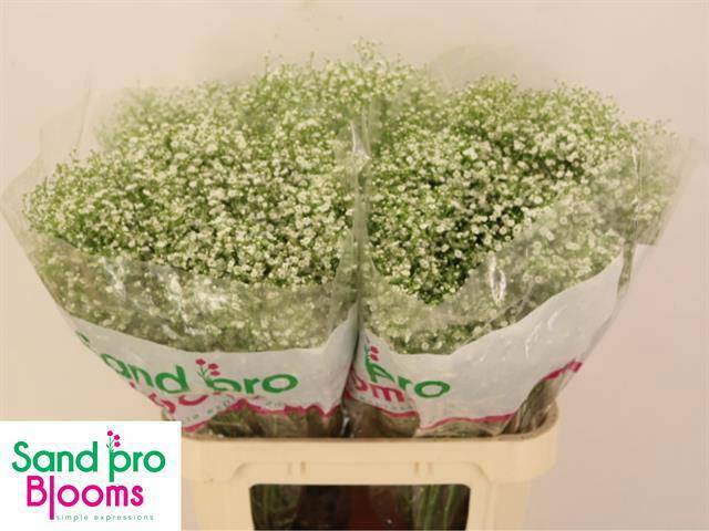 Гипсофила Дискавери 80, шт.