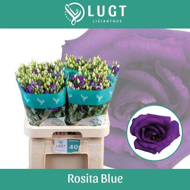 Эустома Розита Блю 70 (син.), шт.