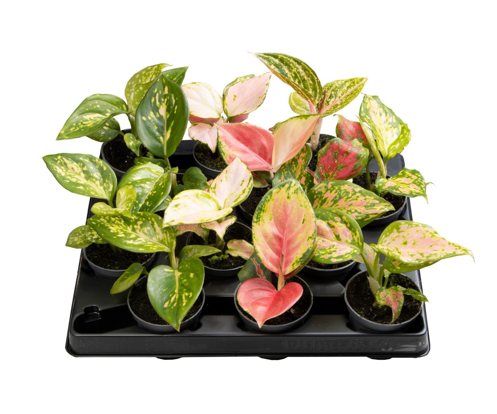 Aglaonema Mix, D 6