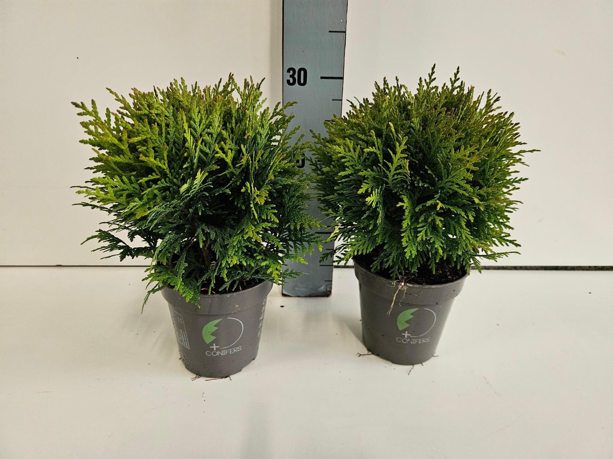 Thuja occidentalis 'Danica', D 13