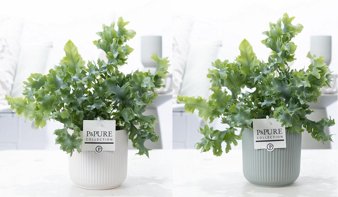 Phlebodium Davana in P&PURE Sophie ceramics ass. 2, D 12