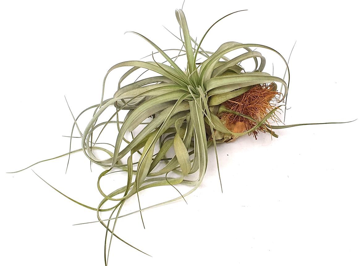 Tillandsia 'Clario'(51591), D 25