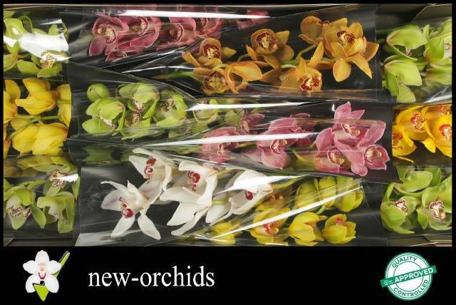 Цимбидиум Микс x12 50, шт.