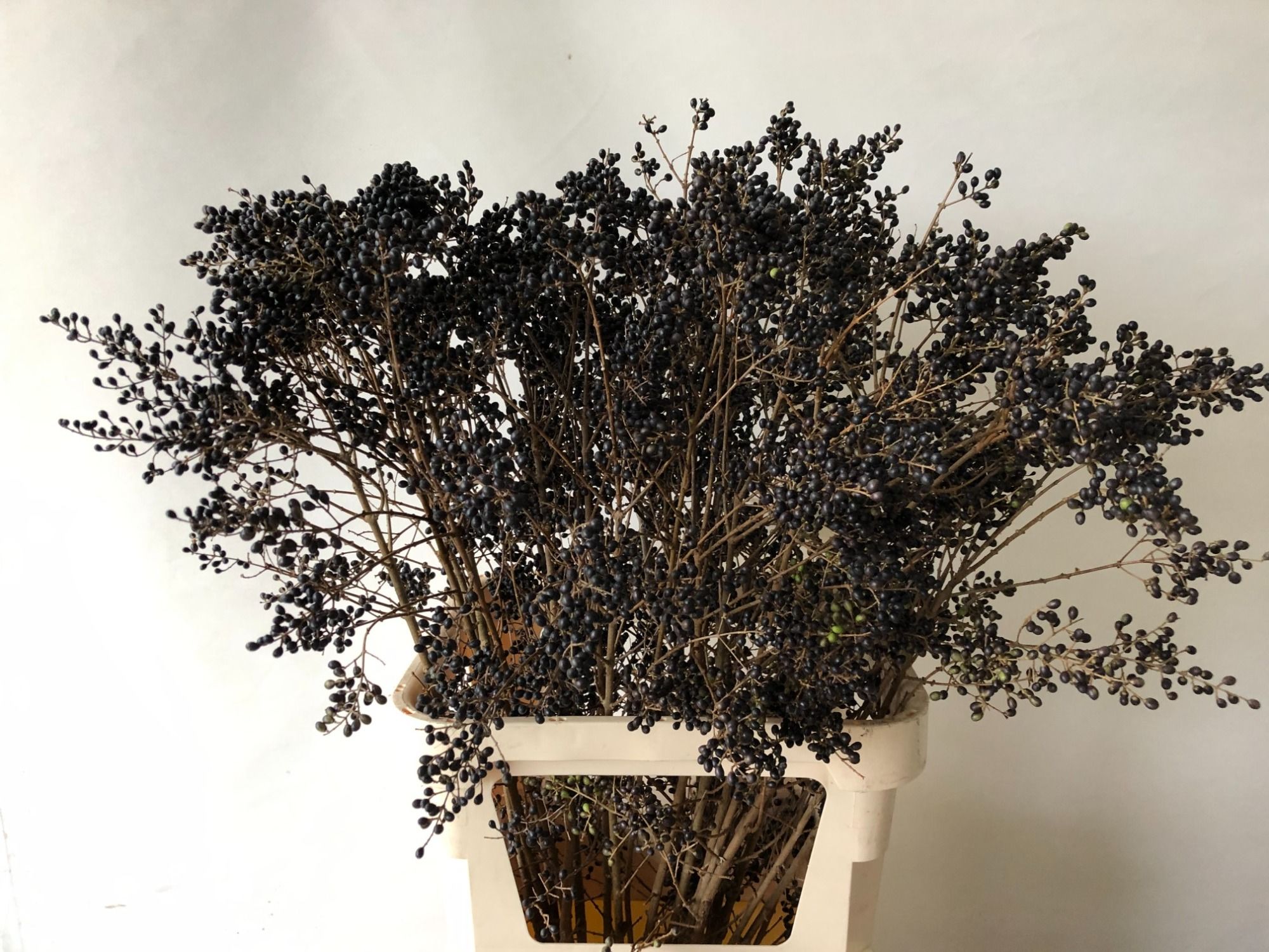 Лигуструм Винтер Джевел 80, шт.