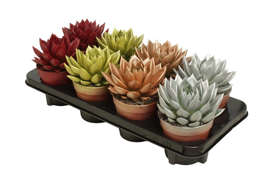 Miranda coloured Xmas mix, D 12 cm