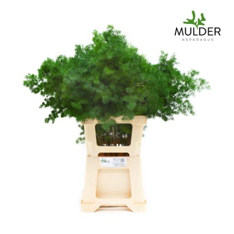 Аспарагус Умбелатус 70, шт.